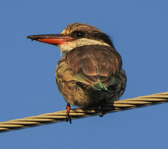 Halcyon chelicuti chelicuti