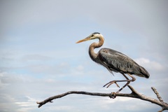 Ardea herodias