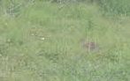 Sylvilagus floridanus