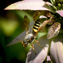 Cerceris bicornuta