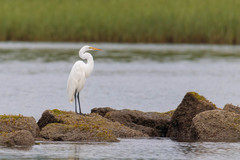 Ardea alba
