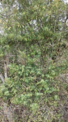 Juniperus