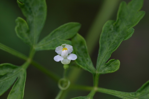 Cardiospermum halicacabum observed 2004-06-12