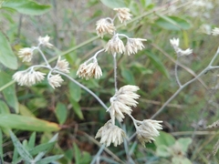 Achyrocline saturejoides