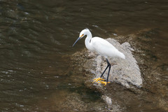 Egretta thula