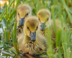 Branta canadensis