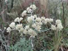 Achyrocline saturejoides