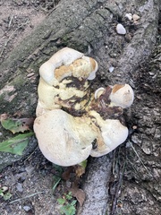 Fungi