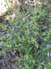 Baccharis pilularis consanguinea