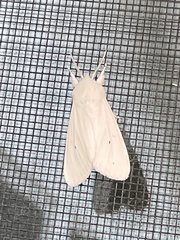 Spilosoma virginica