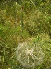 Tragopogon coelesyriacus