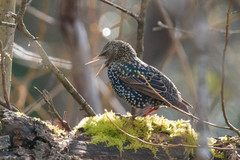 Sturnus vulgaris