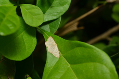 Leptostales terminata