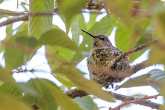 Calypte anna