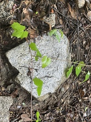 Ipomoea jicama