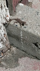Sceloporus occidentalis