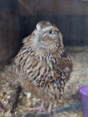 Coturnix japonica