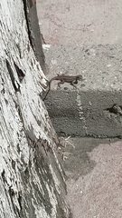 Sceloporus occidentalis
