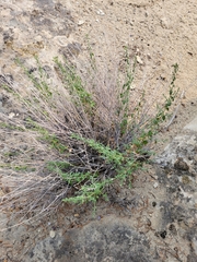 Brickellia microphylla