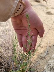 Brickellia microphylla