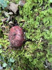 Russula vinacea