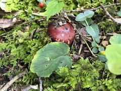 Russula vinacea