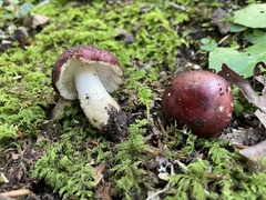 Russula vinacea