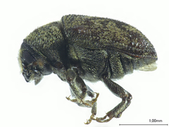Hylesinus varius