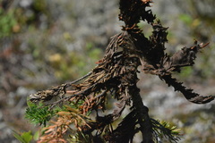 Herpotrichia juniperi