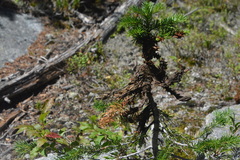 Herpotrichia juniperi