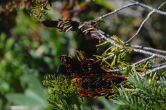 Herpotrichia juniperi