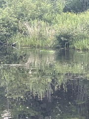 Ondatra zibethicus zibethicus