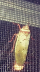 Copidocephala guttata