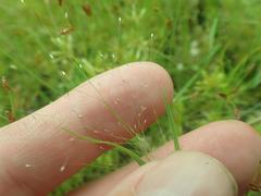 Muhlenbergia fragilis