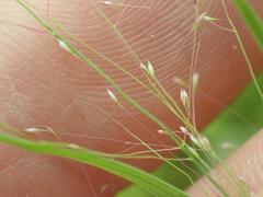 Muhlenbergia fragilis