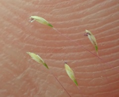 Muhlenbergia fragilis