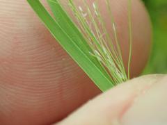 Muhlenbergia fragilis