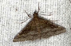 Renia factiosalis