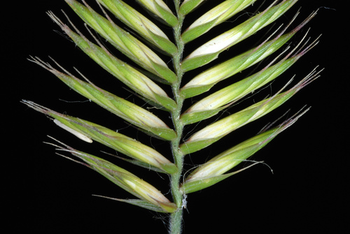 crested wheatgrass (Agropyron cristatum)