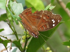 Junonia natalica natalica