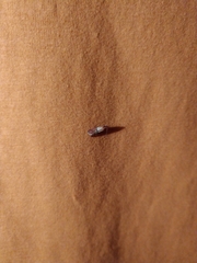 Plodia interpunctella