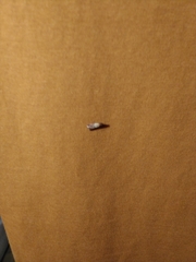 Plodia interpunctella