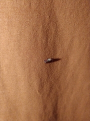 Plodia interpunctella