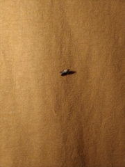 Plodia interpunctella