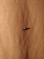 Plodia interpunctella