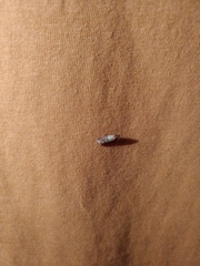 Plodia interpunctella