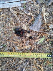 Urocyon cinereoargenteus