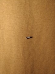 Plodia interpunctella