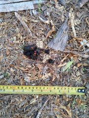 Urocyon cinereoargenteus