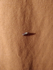 Plodia interpunctella